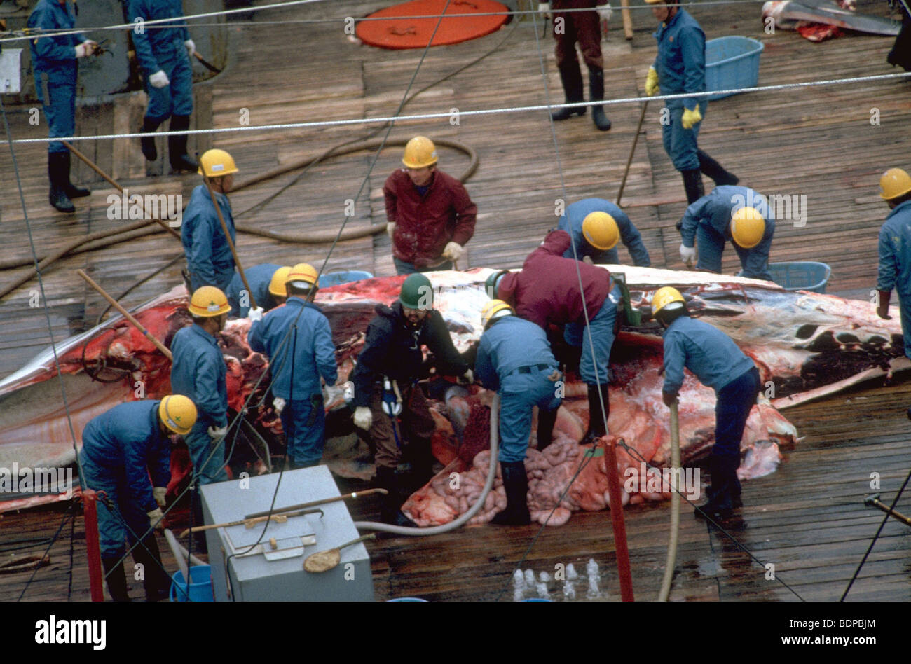Flensing of Minke Whale aboard Japanese whaling ship. Northern Ross Sea, Antarctica Stock Photo