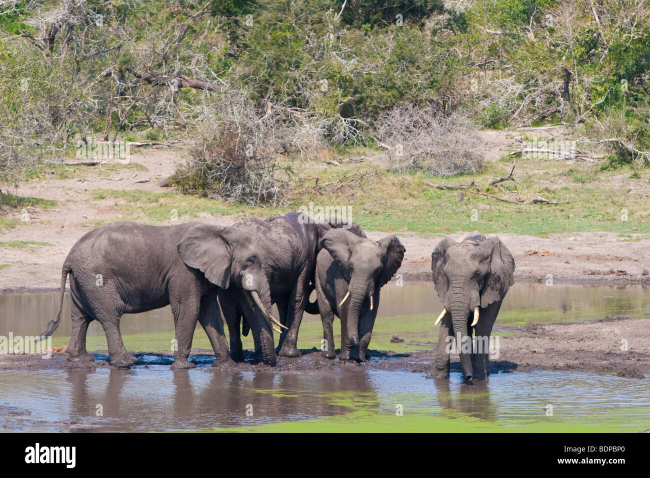 Elephant bulls at waterhole in Tembe Elephant Park South Africa. Stock Photo