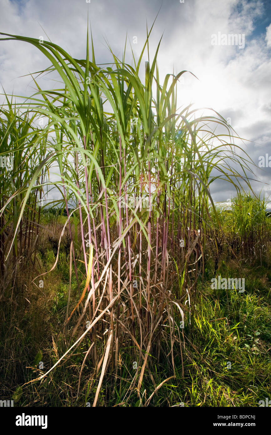 A crop of Elephant Grass (Miscanthus) growing in a field in Worcestershire, England, UK Stock Photo