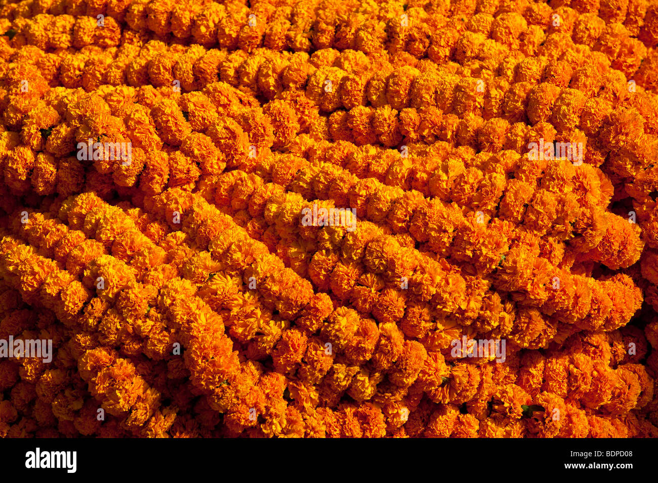 Orange Marigolds in the Flower Market in Calcutta India Stock Photo
