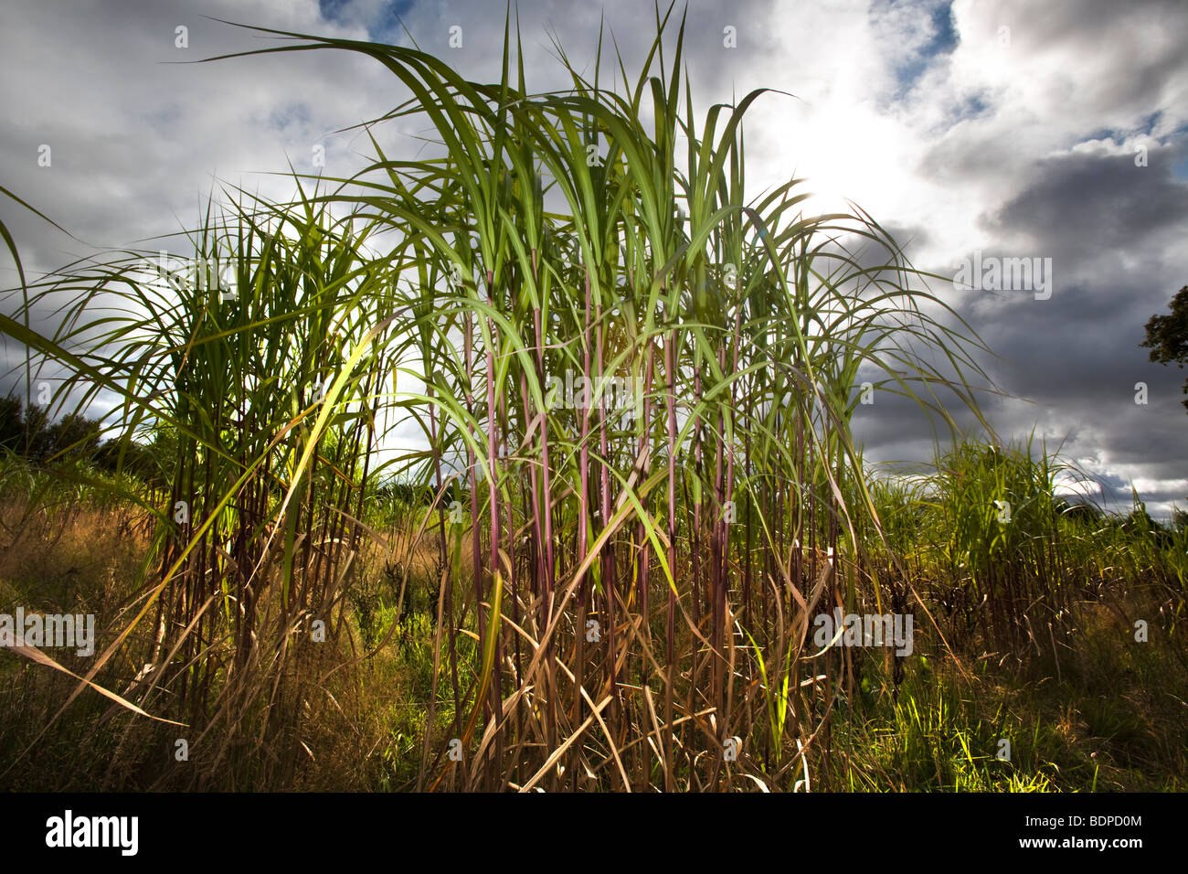 Elephant Grass High Resolution Stock Photography and Images Alamy