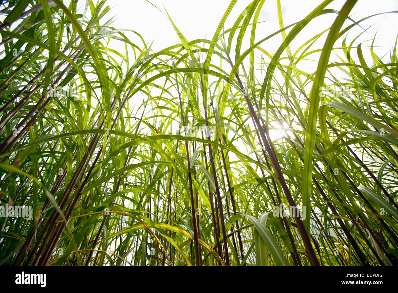 A crop of Elephant Grass (Miscanthus) growing in a field in Worcestershire, England, UK Stock Photo