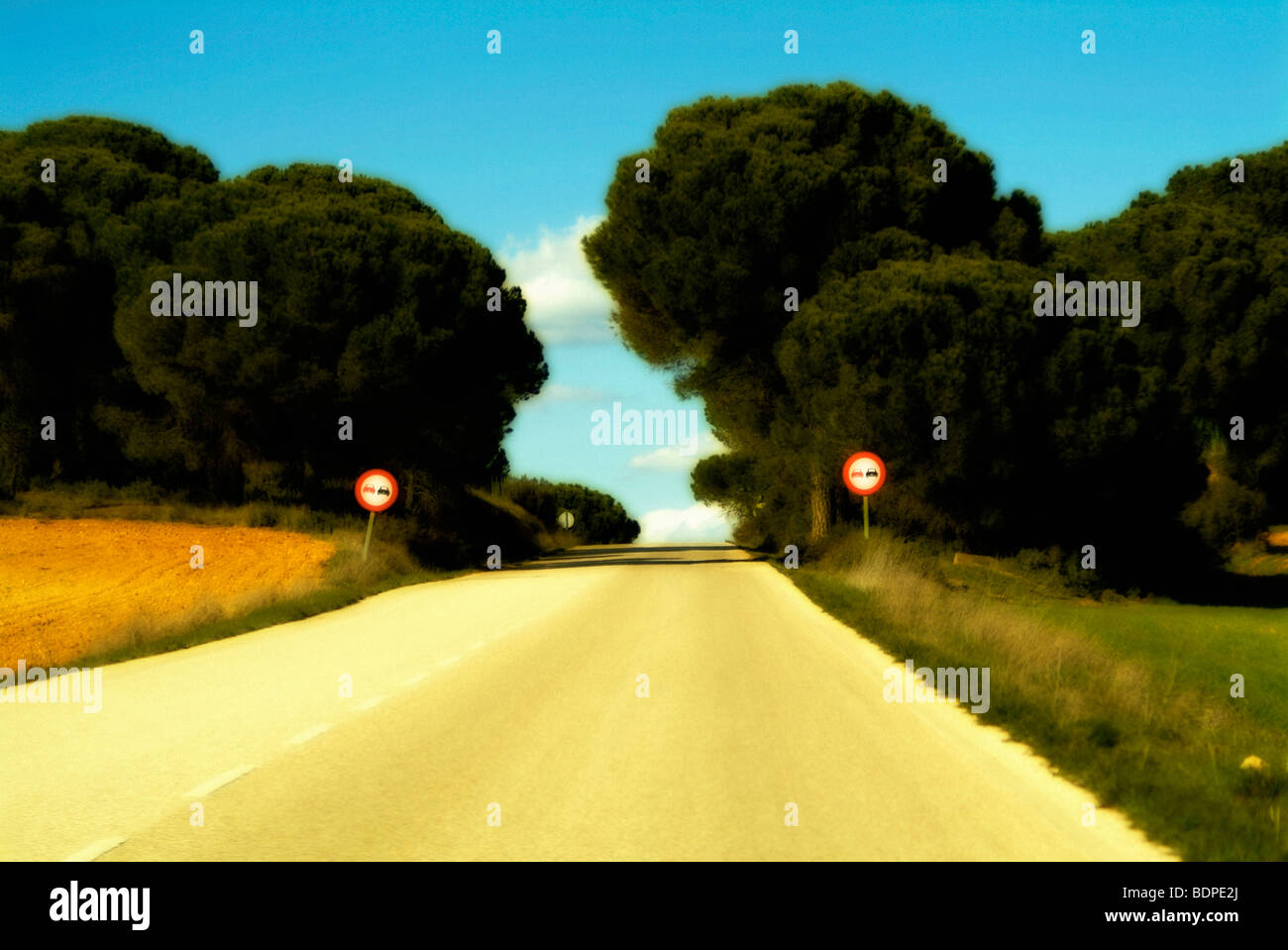 Road between trees, soft focus and warm toned image Stock Photo - Alamy