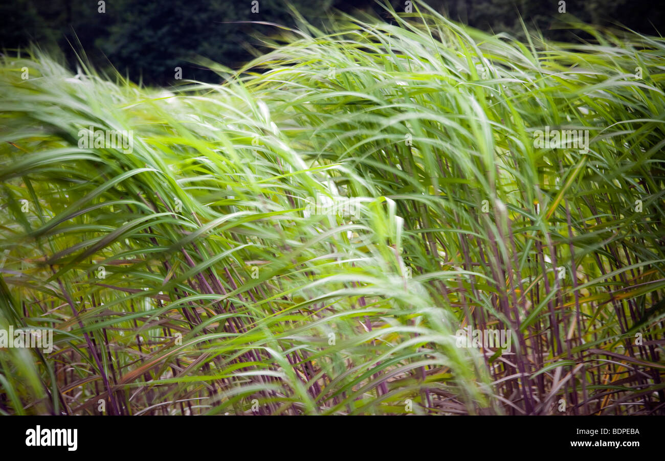 Elephant Grass Growing Stock Photos & Elephant Grass Growing Stock