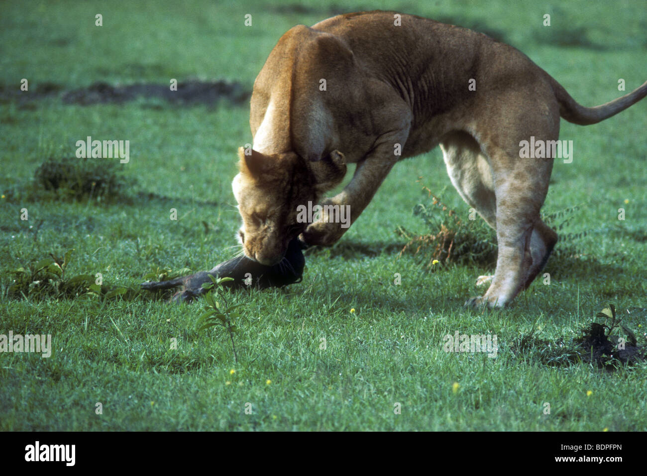 Lioness killing baby warthog after playing cat and mouse with it Masai Mara National Reserve Kenya East Africa Stock Photo