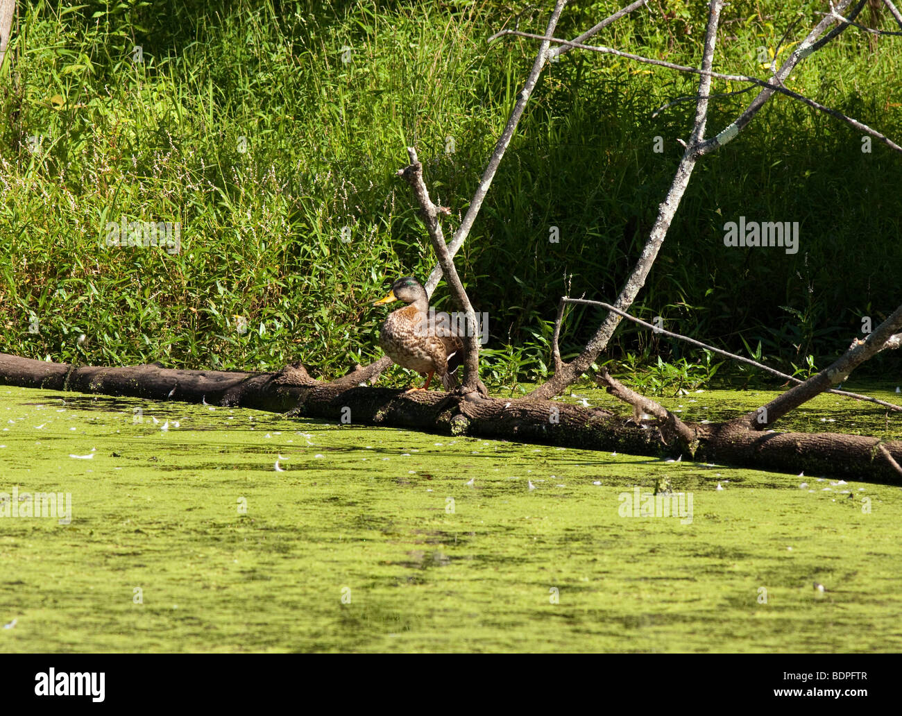 Female Mallard Anas Platyrhynchos sitting on a piece of drift wood blow down along the bank of a river. Stock Photo