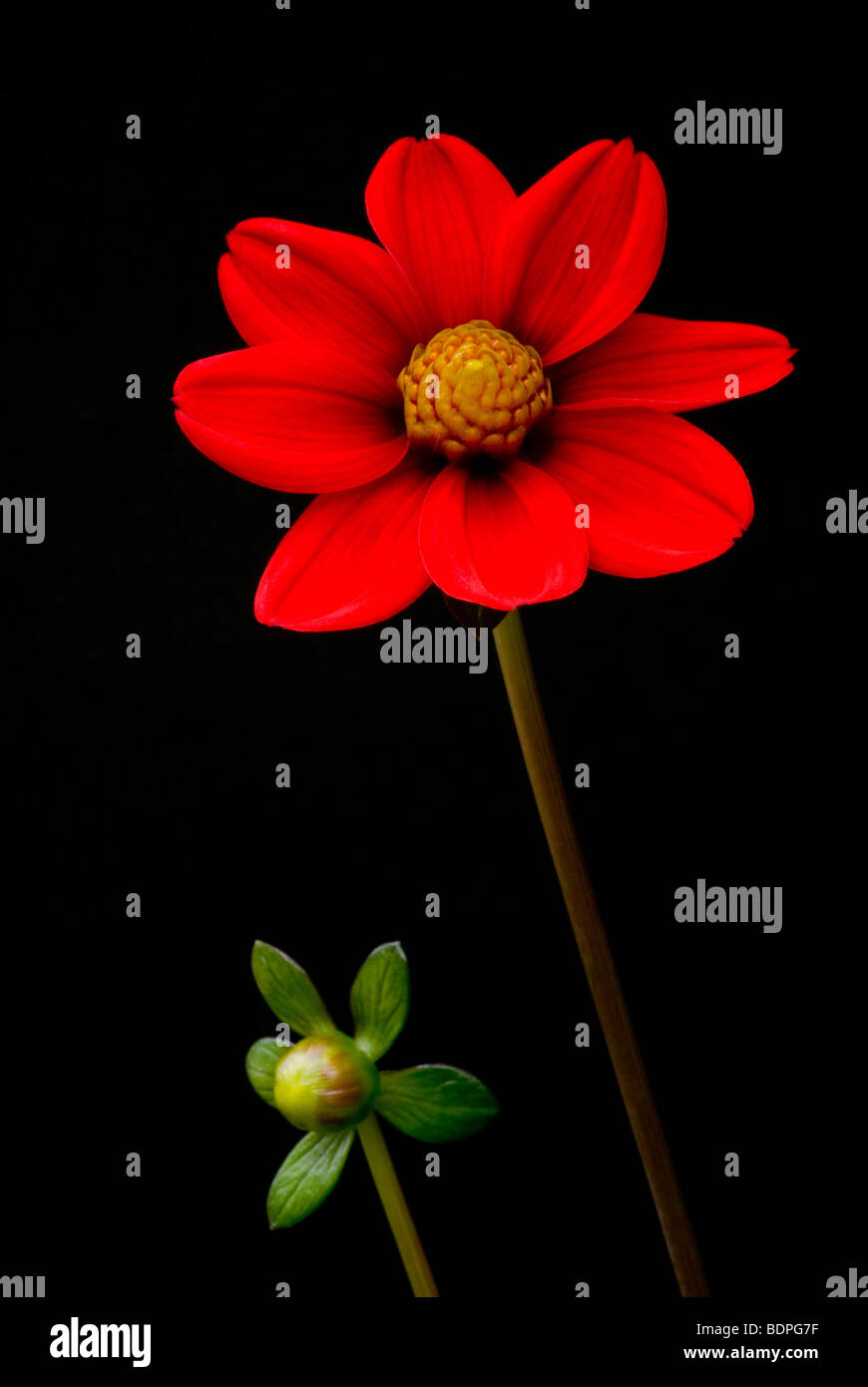 from small buds grow...  red dahlia and bud on black background Stock Photo