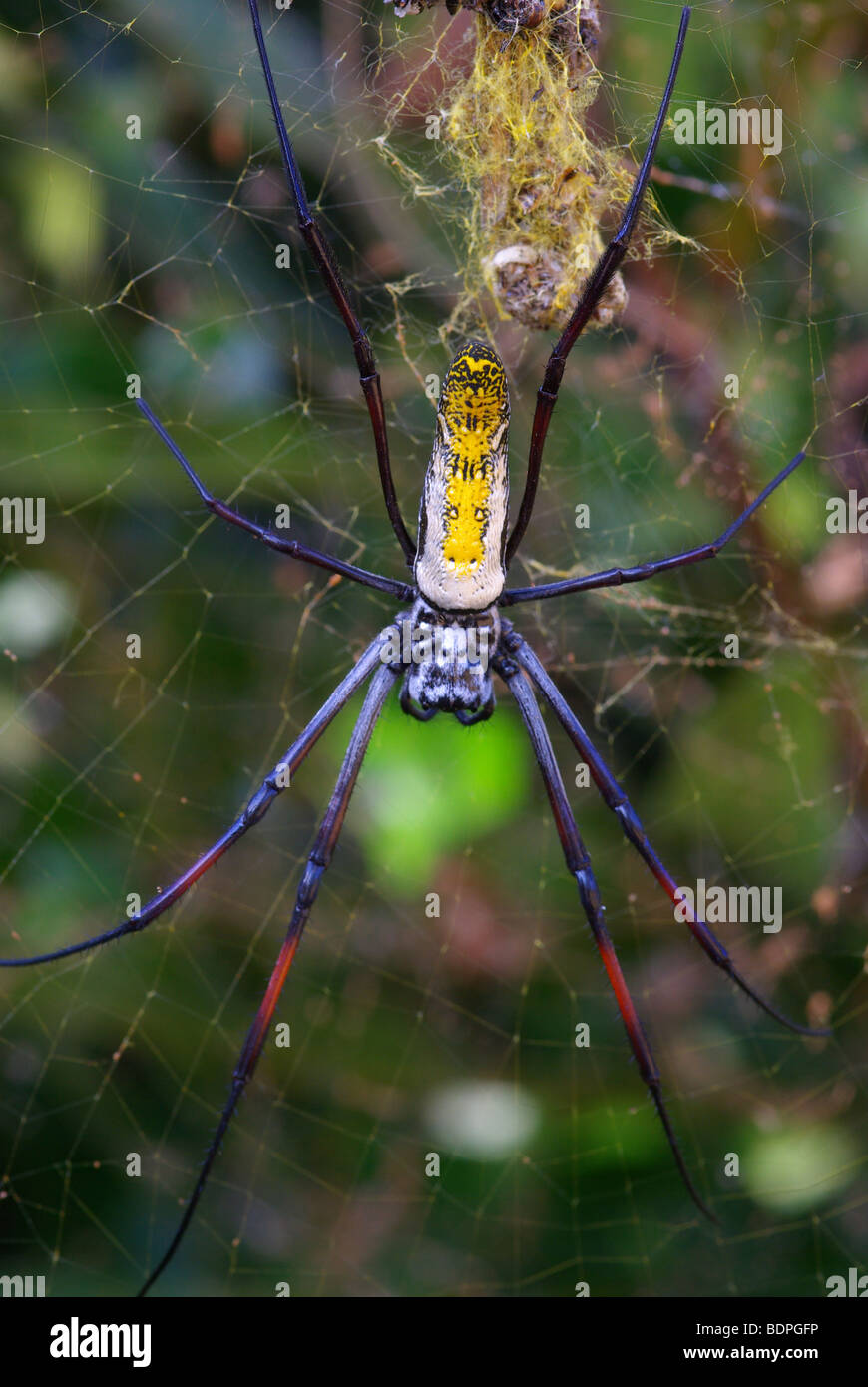 deaths-head orb-weaver spider with captured dragonfly behind Stock Photo