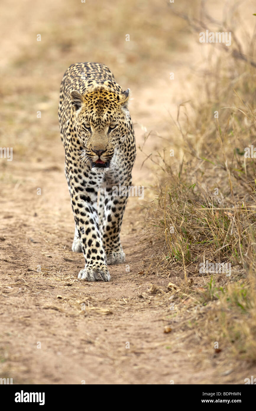 Leopard Walking towards camera portrait Stock Photo