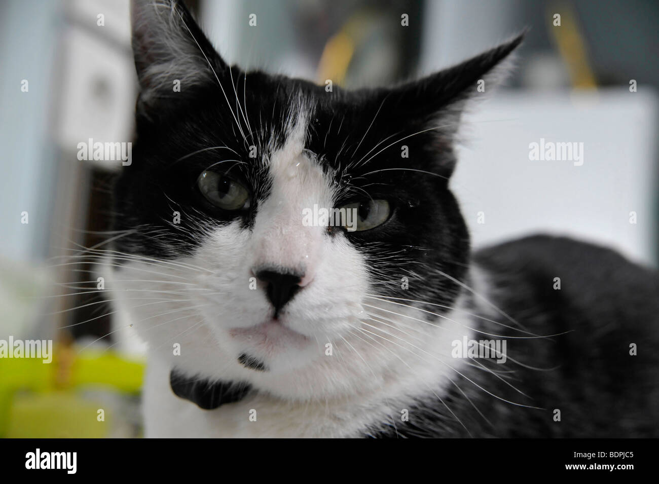 Funny animals closeup of Felix the black and white cat Stock Photo