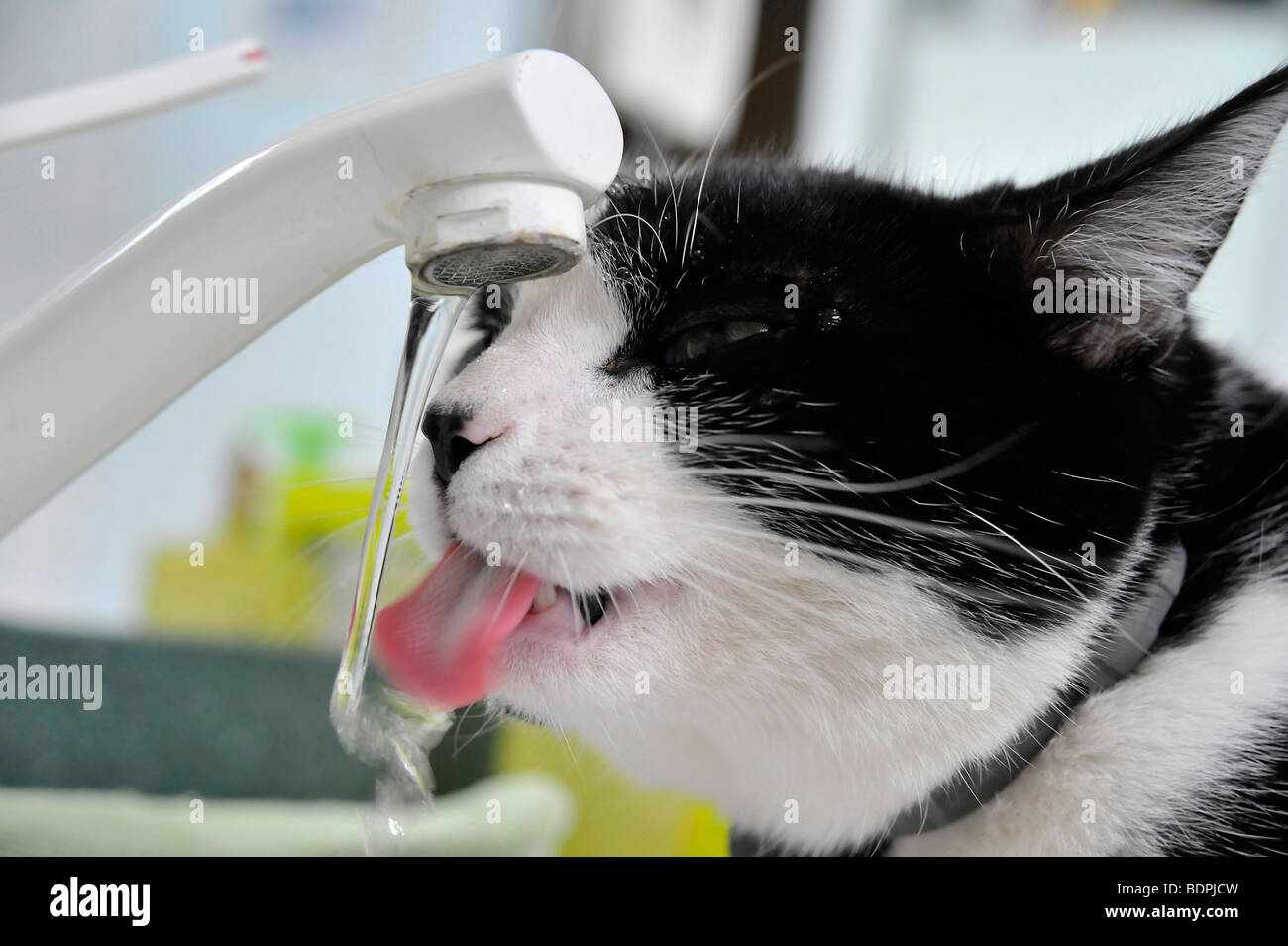 Funny animals Felix the black and white cat drinking from a tap Stock Photo