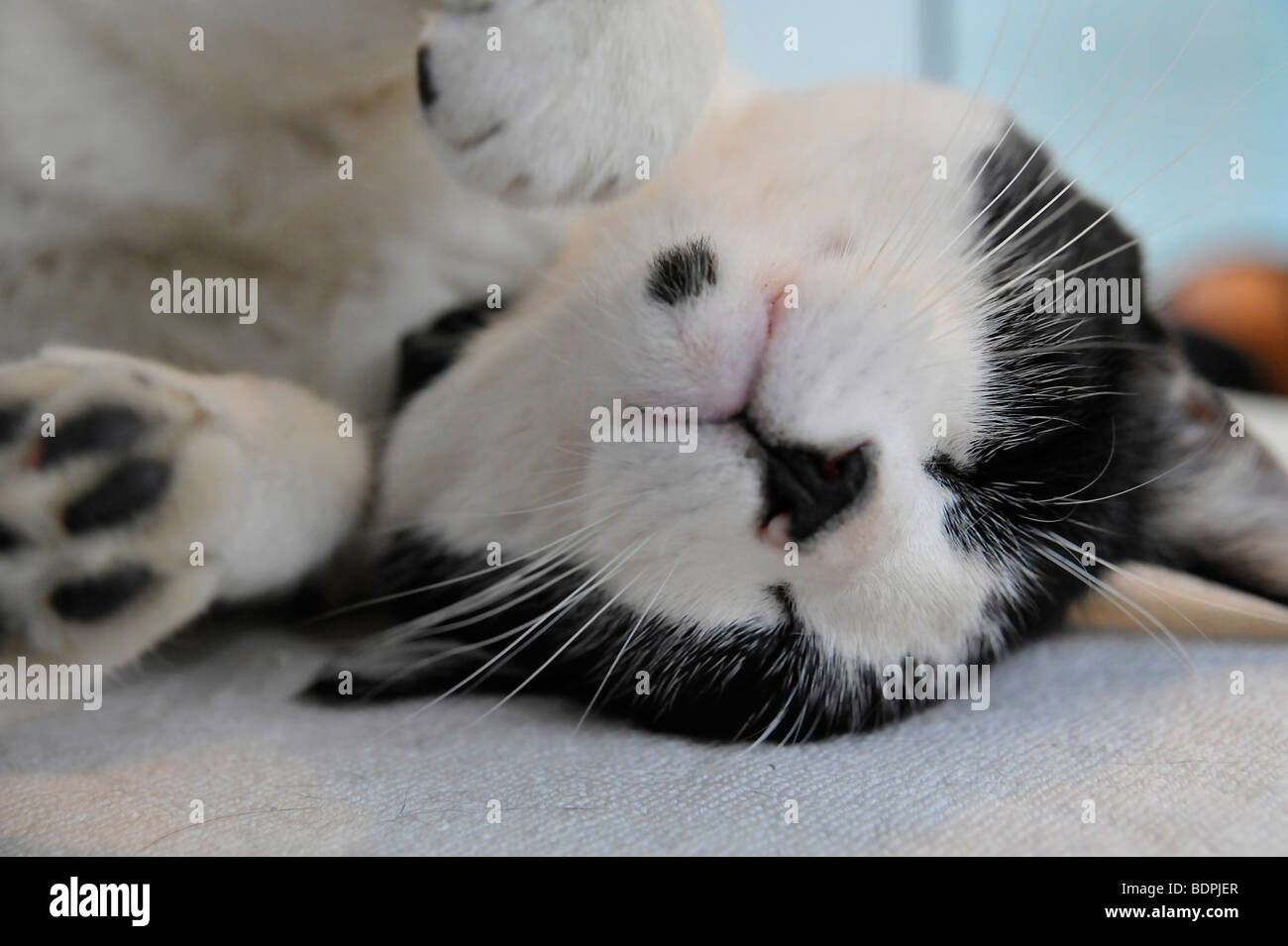 Funny animals sleeping Felix the black and white cat Stock Photo - Alamy
