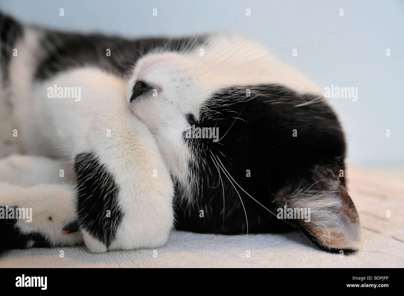 Funny animals sleeping Felix the black and white cat Stock Photo