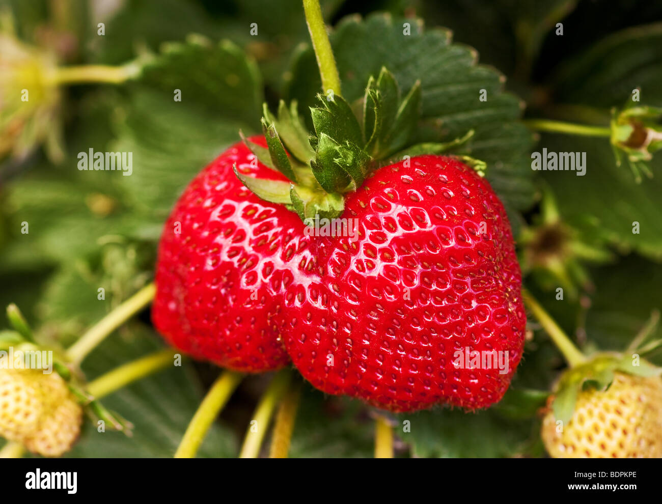 Strawberry ready for picking hi-res stock photography and images - Alamy