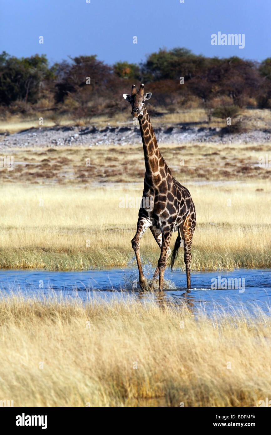 Giraffe (Giraffa camelopardalis) walking through a flooded salt pan in Etosha National Park in Namibia Stock Photo