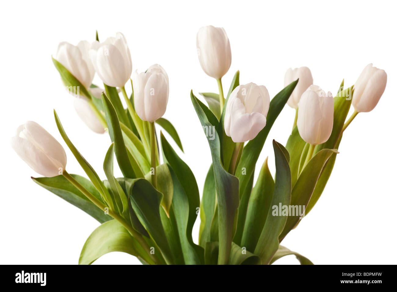 spring tulips flower isolated on white background Stock Photo - Alamy