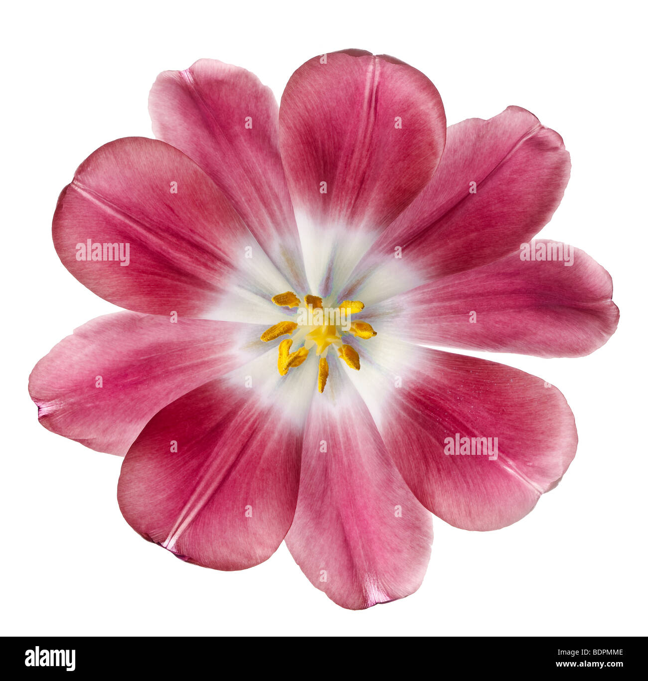 red tulip isolated on white background Stock Photo