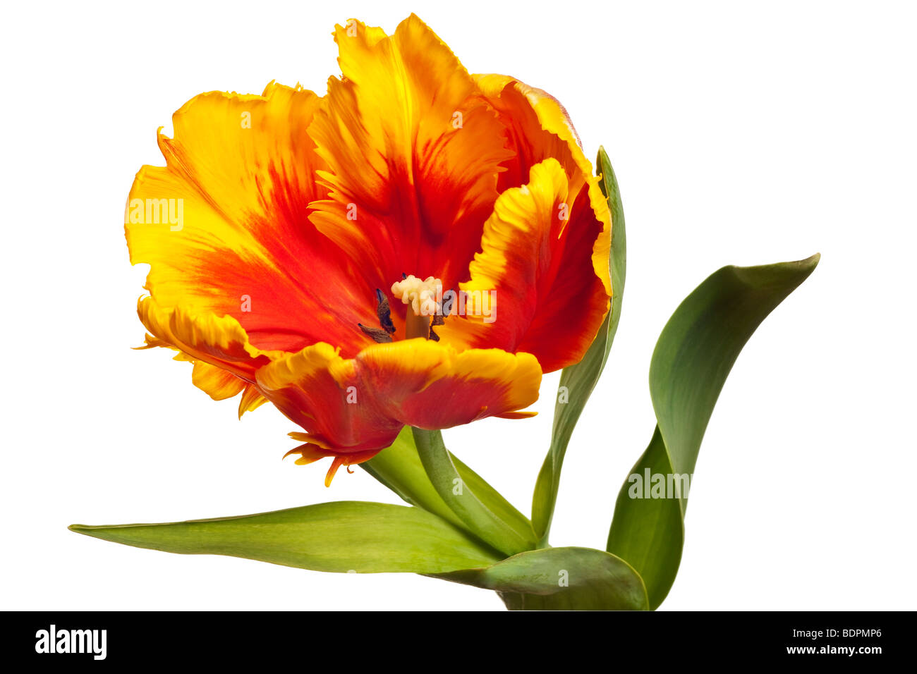 Tulips Cut Out Stock Images & Pictures Alamy