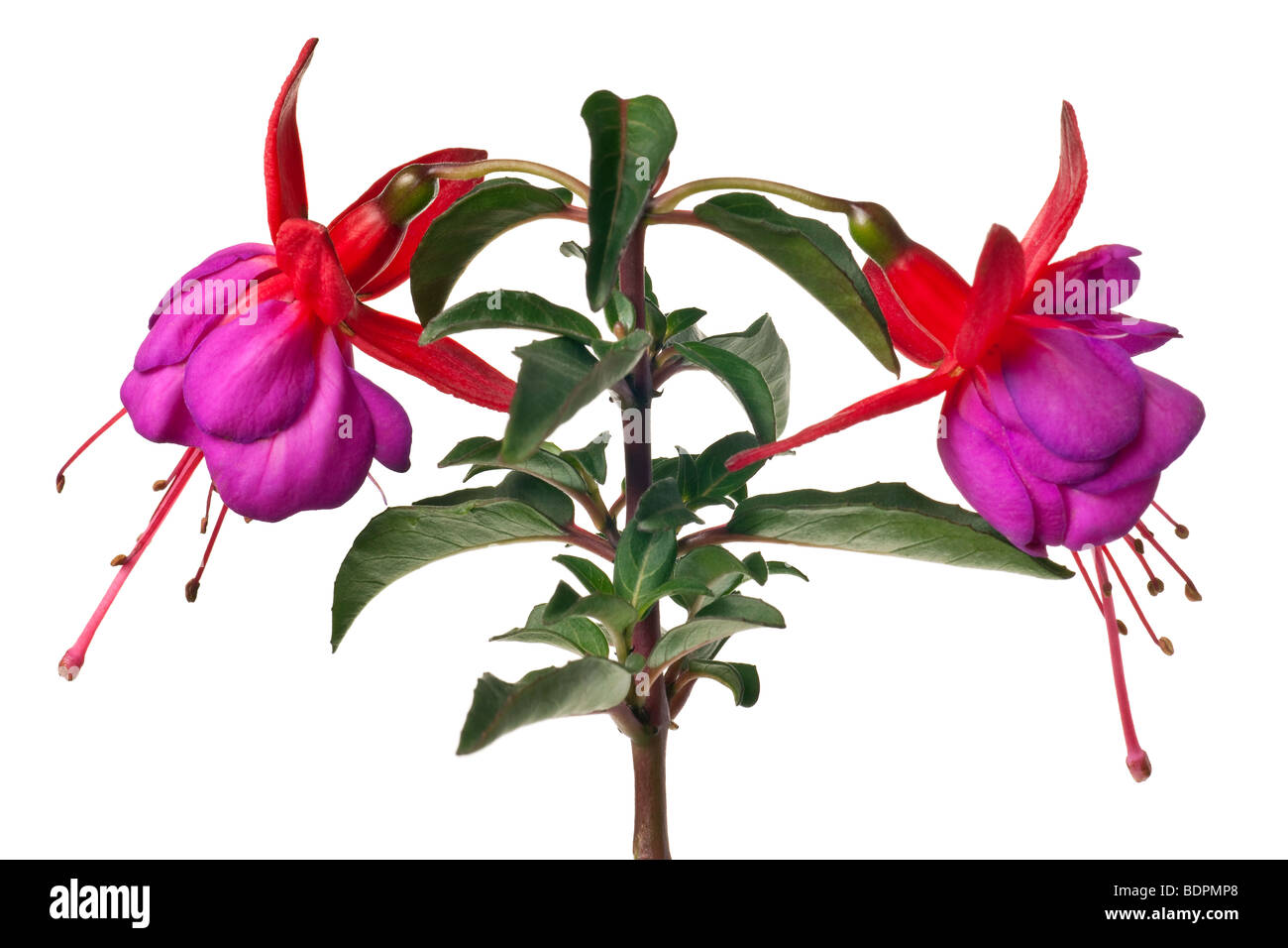 fuschia isolated on a pure white background Stock Photo