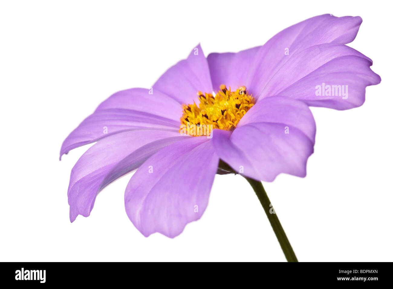 purple daisy isolated on a pure white background Stock Photo