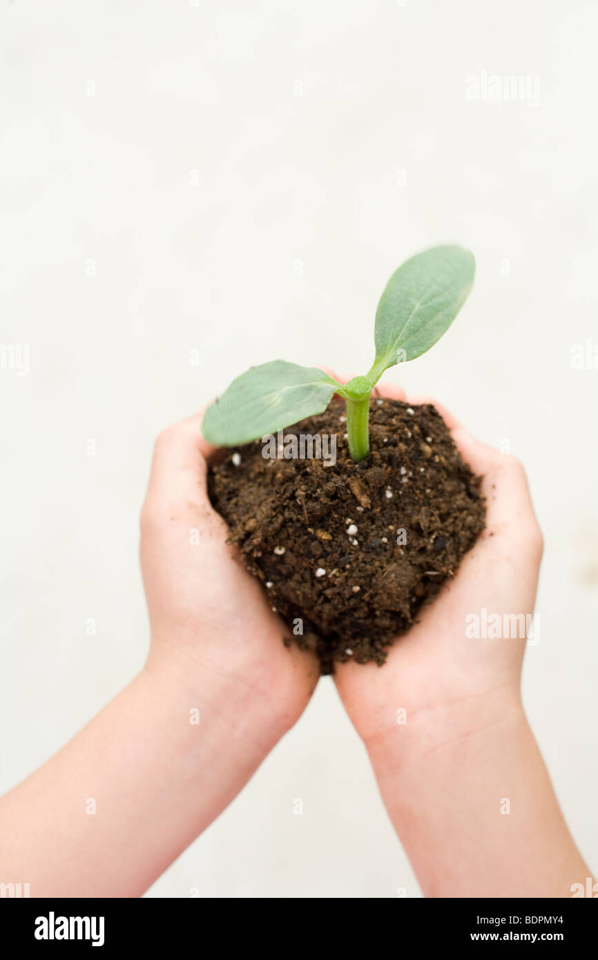 Seedling on human hand Stock Photo