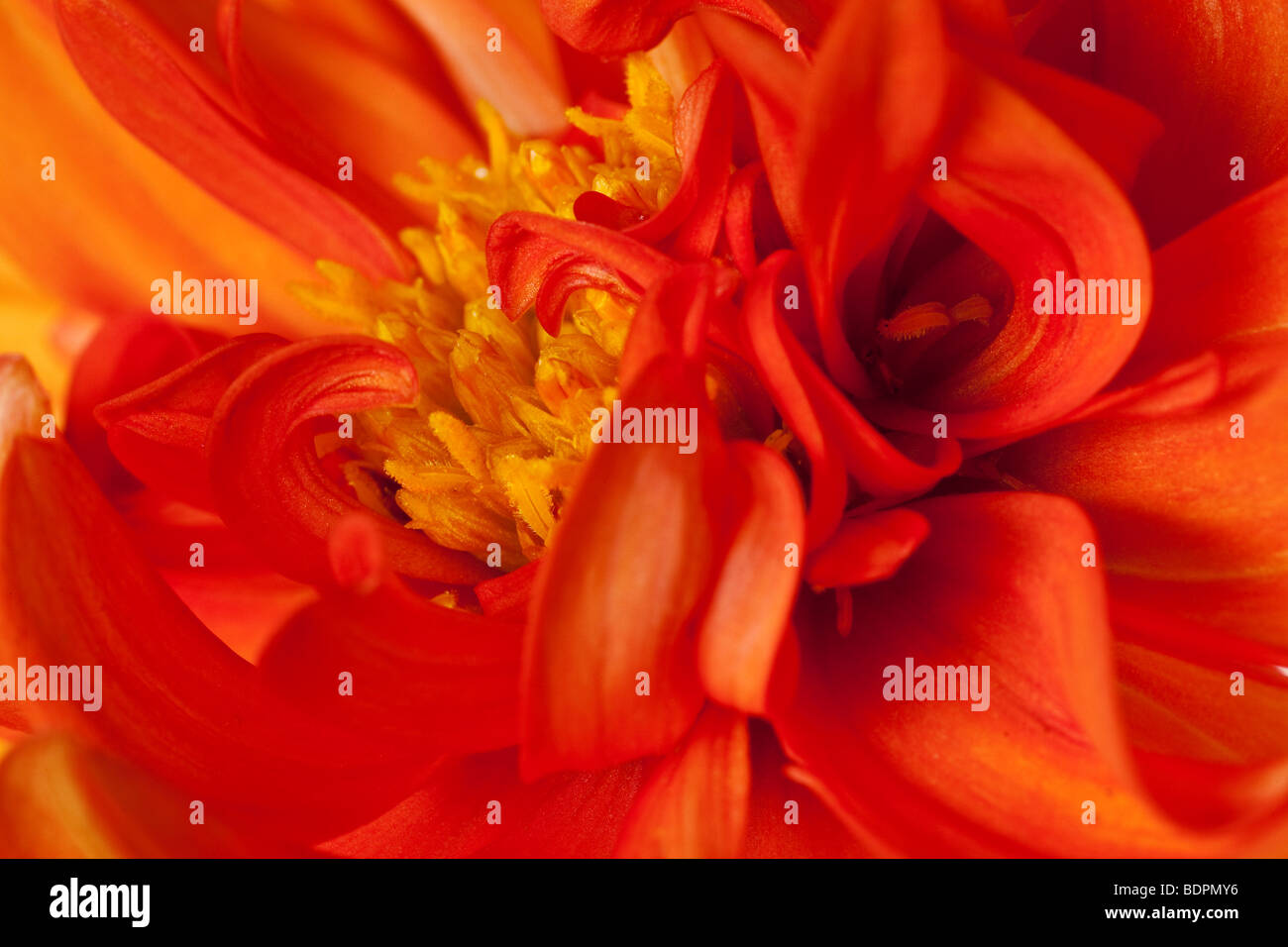 dahlia in orange and yellow abstract background Stock Photo - Alamy