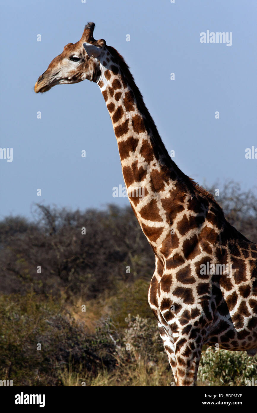 Giraffe in the Khwai River area of Botswana Stock Photo