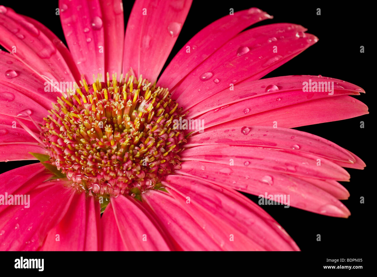 pink daisy isolated on a pure black background Stock Photo - Alamy