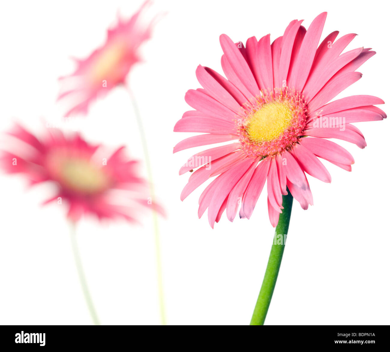 pink daisy isolated on a pure white background Stock Photo - Alamy