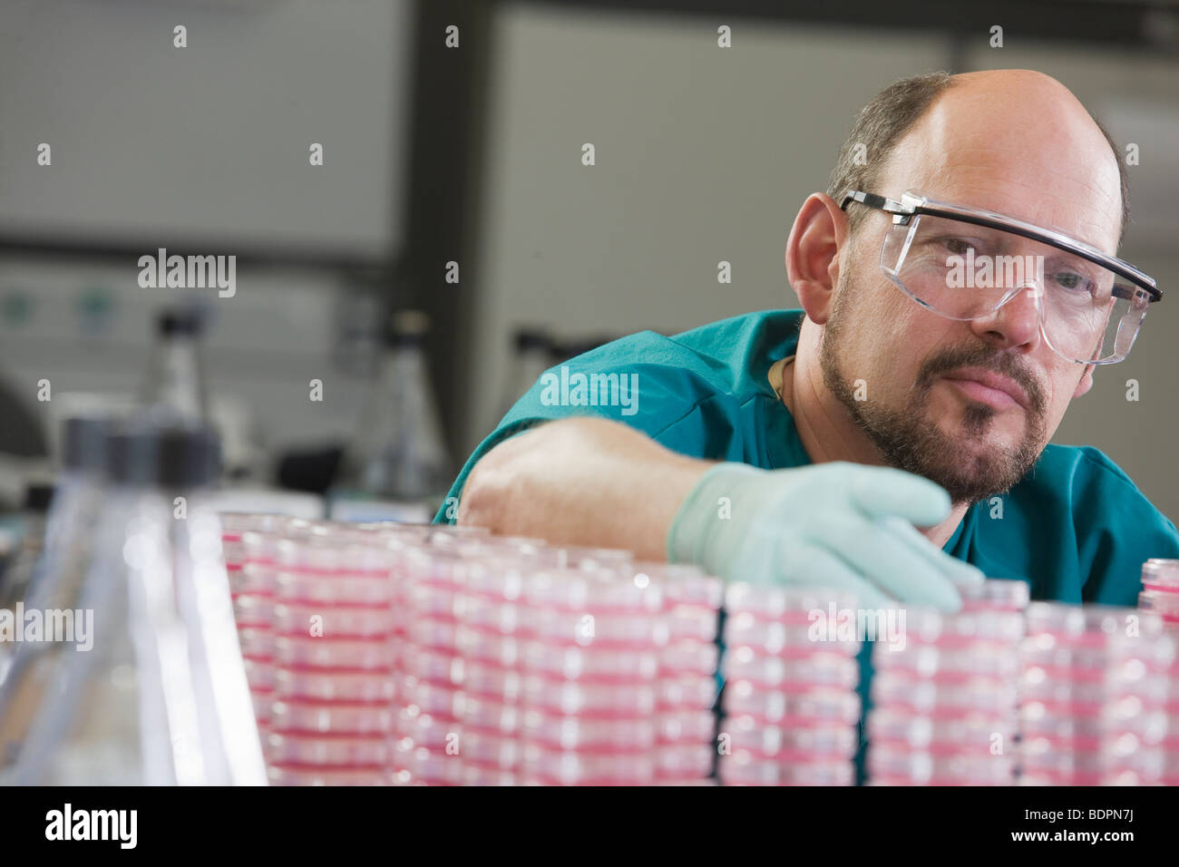Lab technician arranging Petri dish Stock Photo