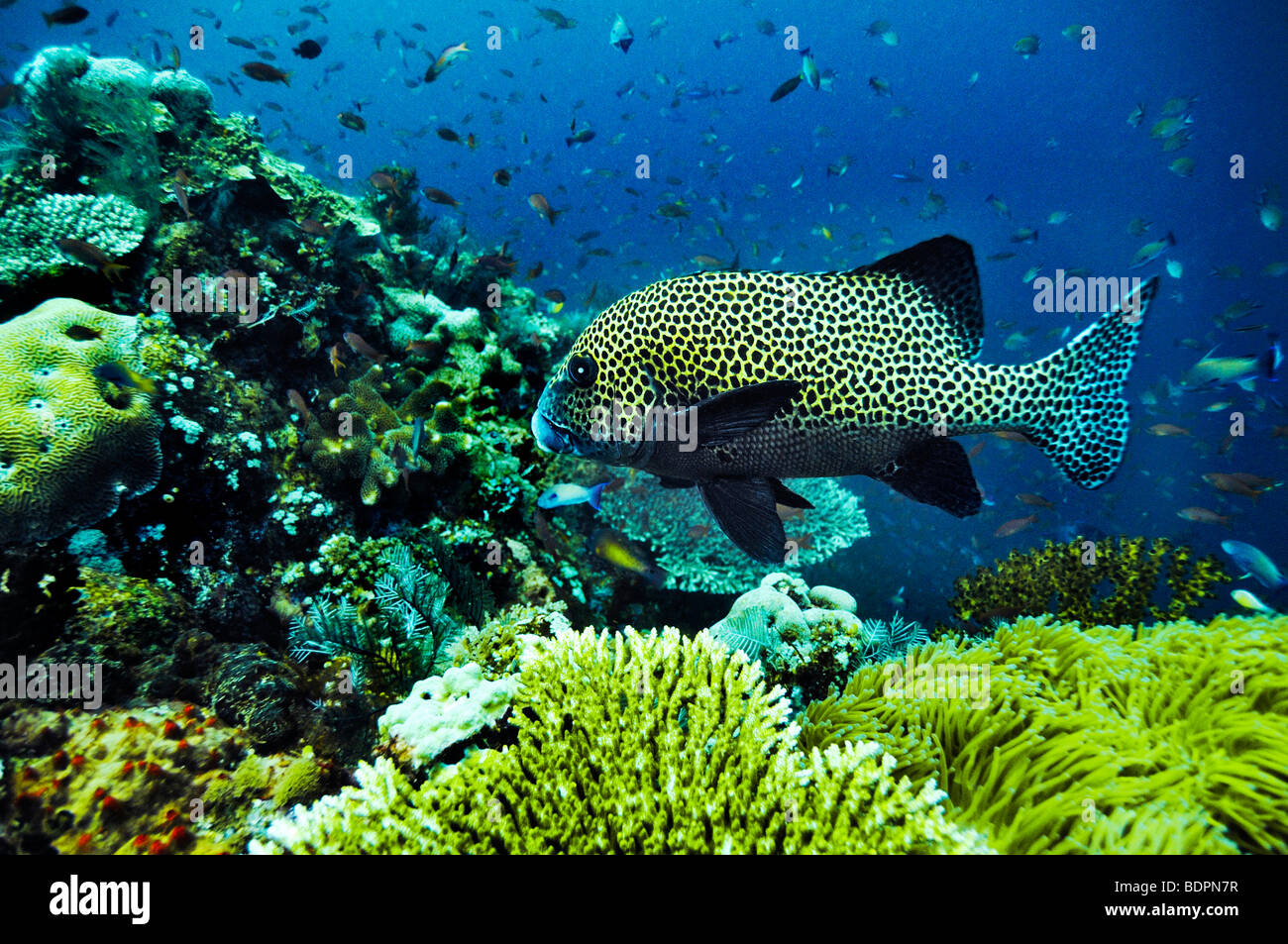 Ribboned Sweetlips (Plectorhinchus polytaenia), Komodo National Park, Indonesia, Southeast Asia Stock Photo