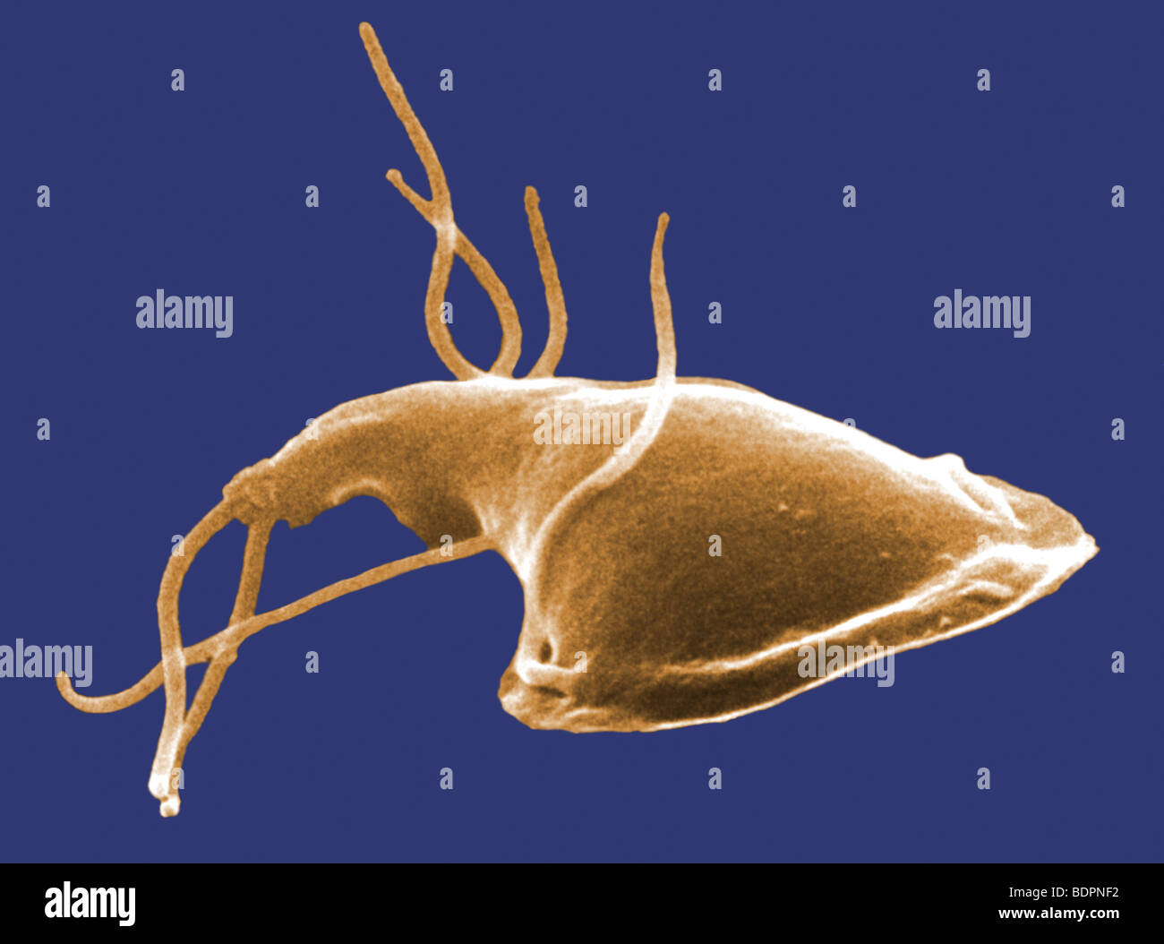 Giardia Hi res Stock Photography And Images Alamy