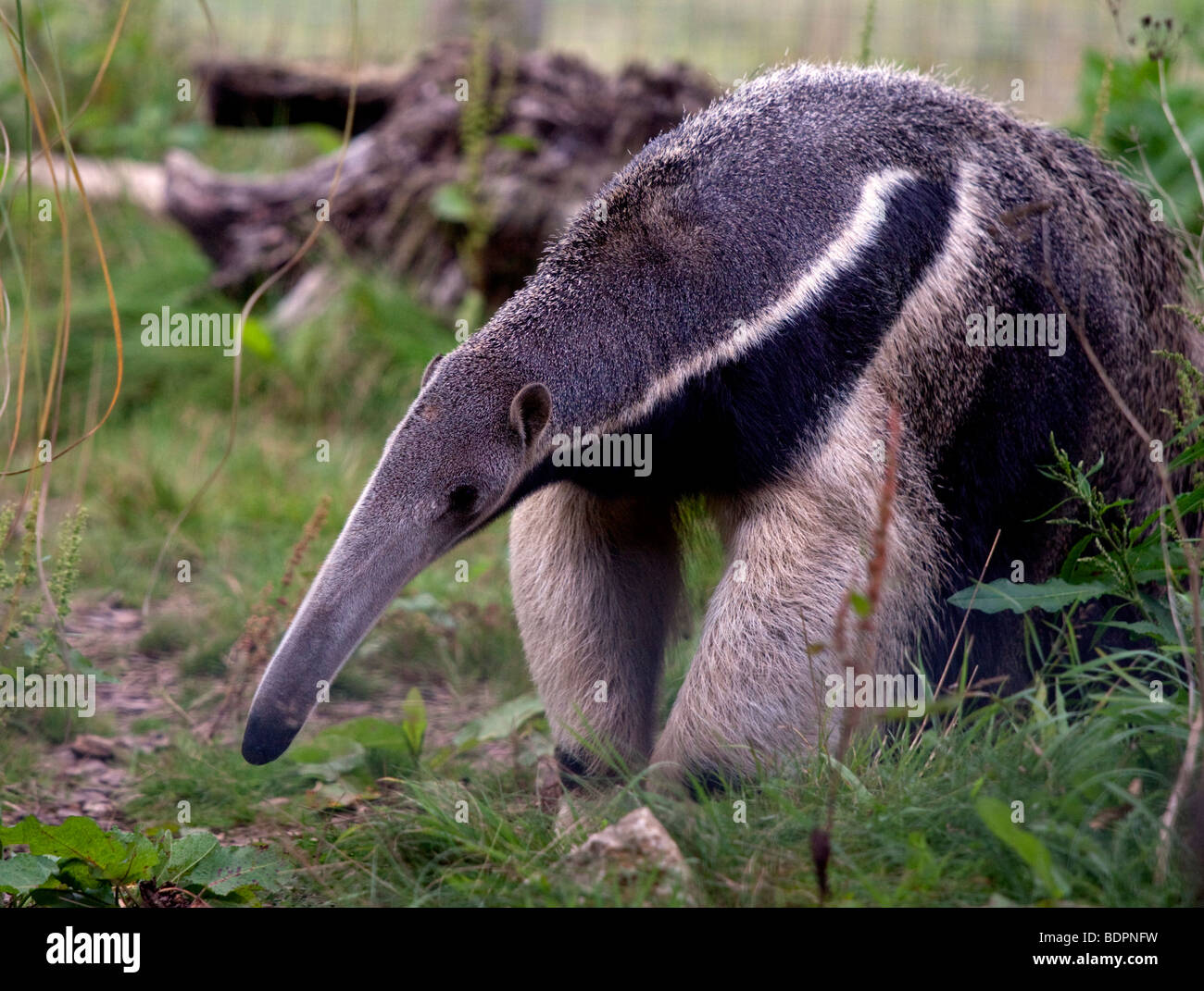giant-anteater-myrmecophaga-tridactyla-stock-photo-alamy
