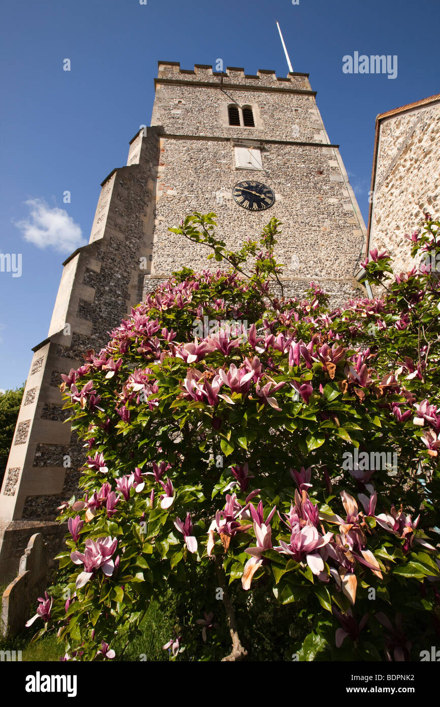 England, Berkshire, Cookham, Holy Trinity Parish Church magnolia soulangiana tree growing below tower Stock Photo