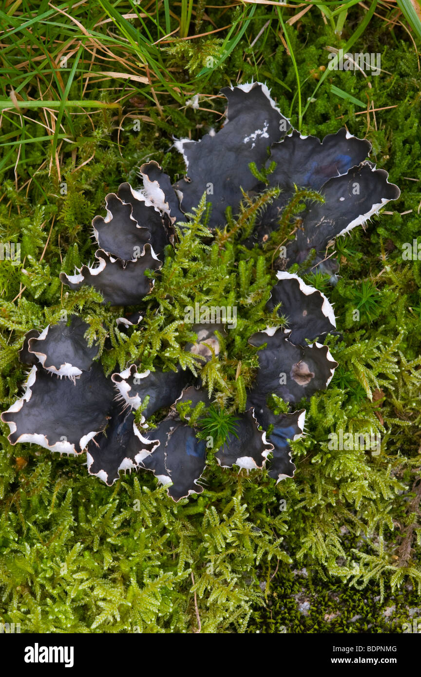 Dog Lichen (Peltigera canina) Stock Photo