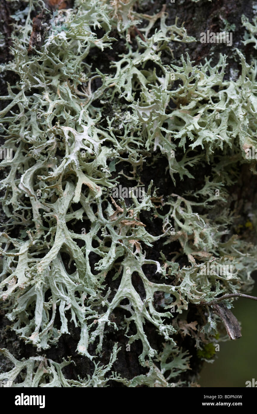 Oak Moss [Mousse de Chene] (Evernia prunastri Stock Photo Alamy