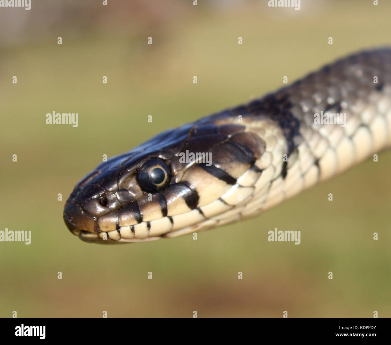 Grass snake, close up, 2009 Stock Photo