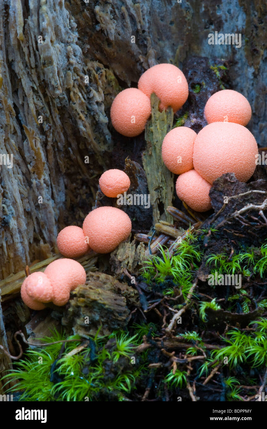 Fungi (Lycogala epidendrum) Stock Photo