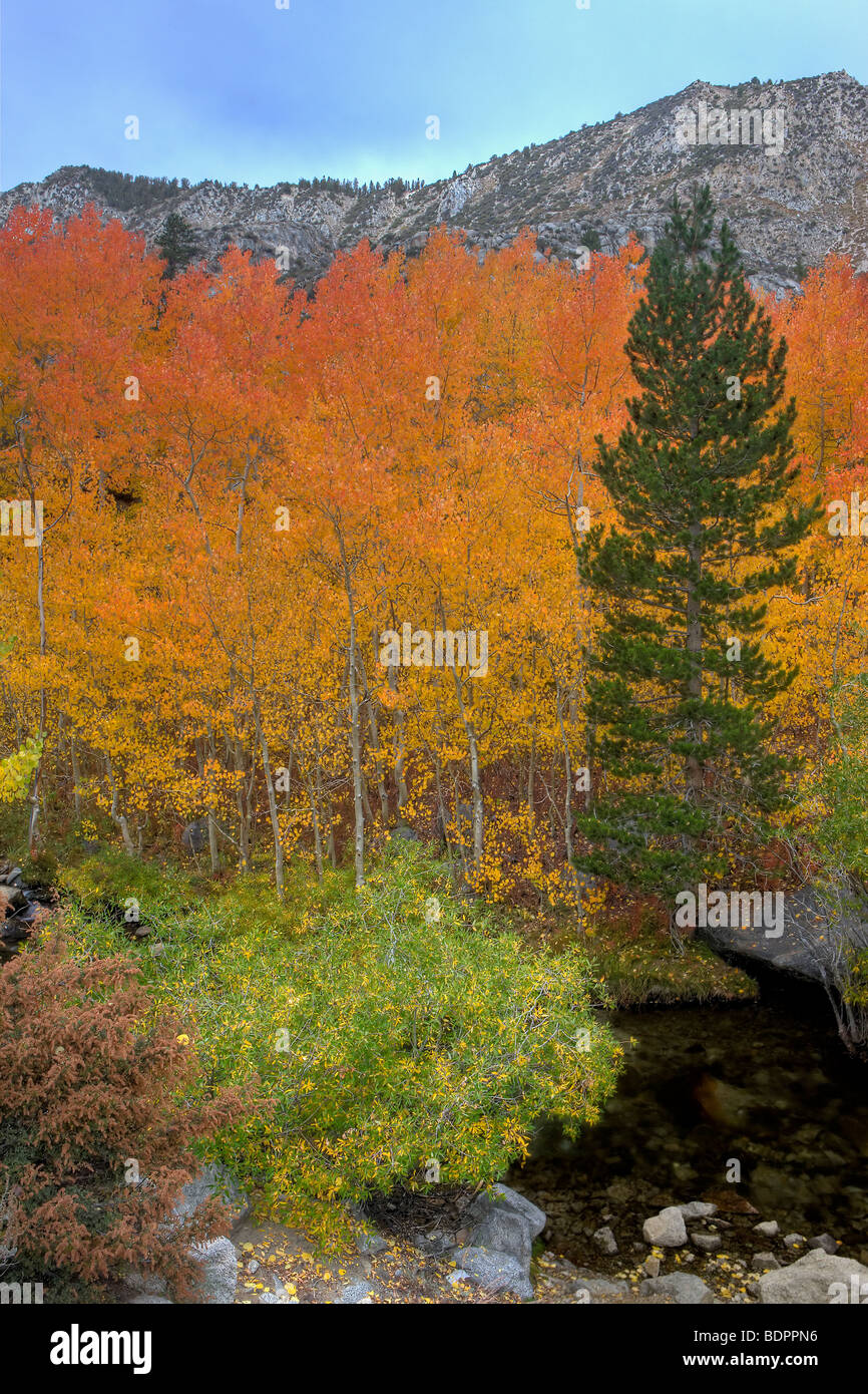 Aspens along Creek display their bight orange fall color in the