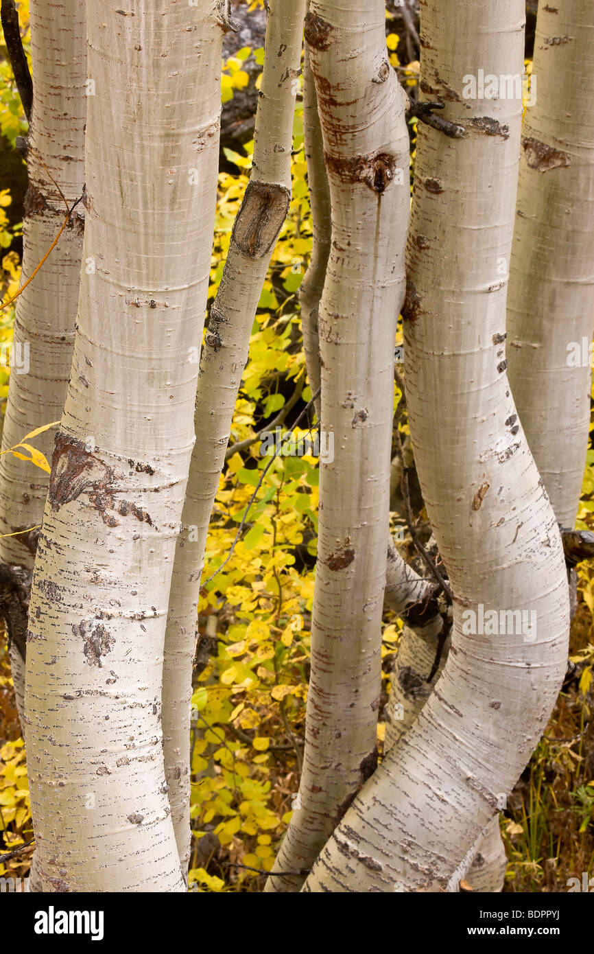 Trunks of aspens bent from heavy winter snow, eastern Sierra Nevada, California, USA. Stock Photo