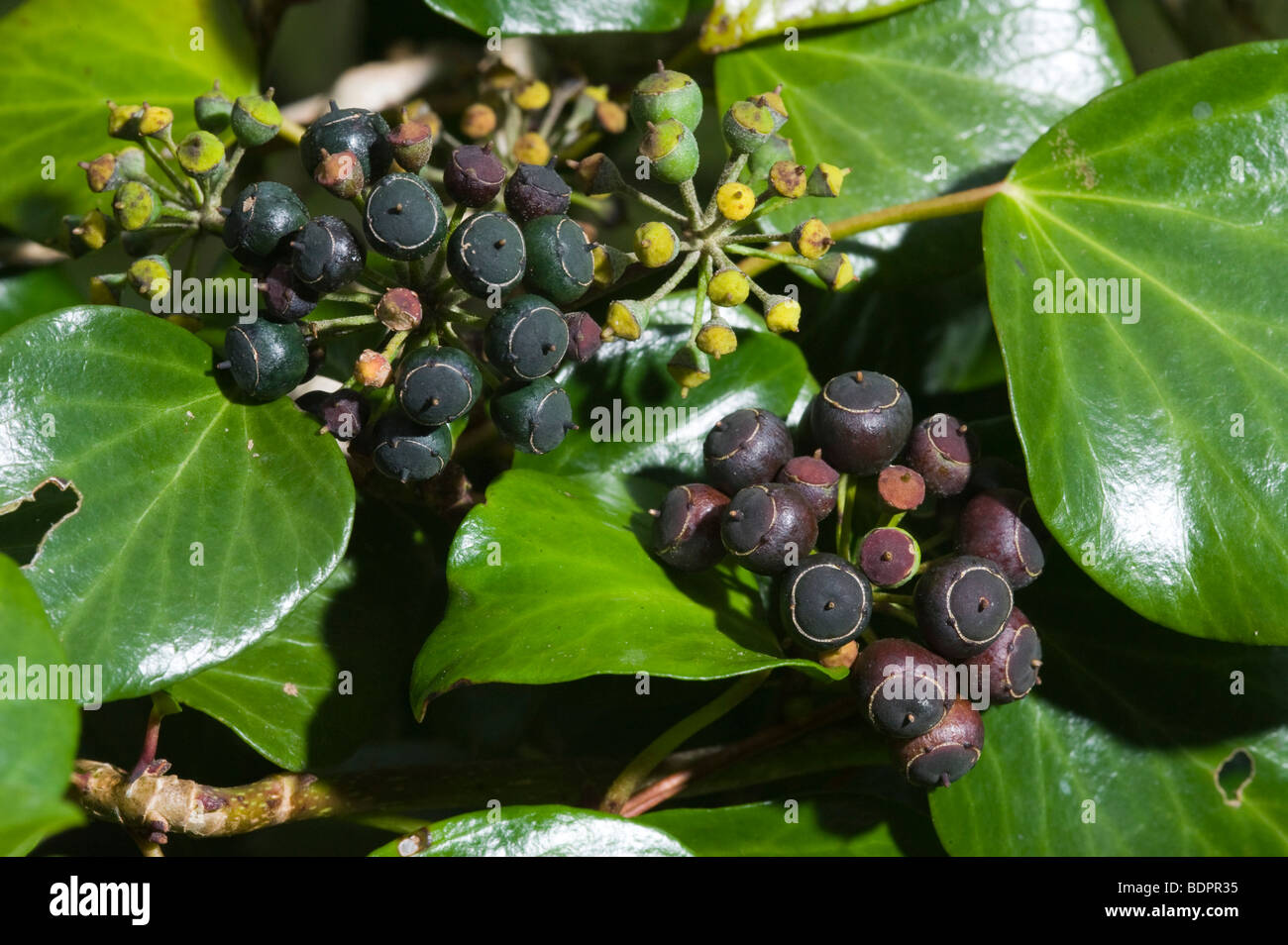 Ivy (hedera helix) with fruits Stock Photo