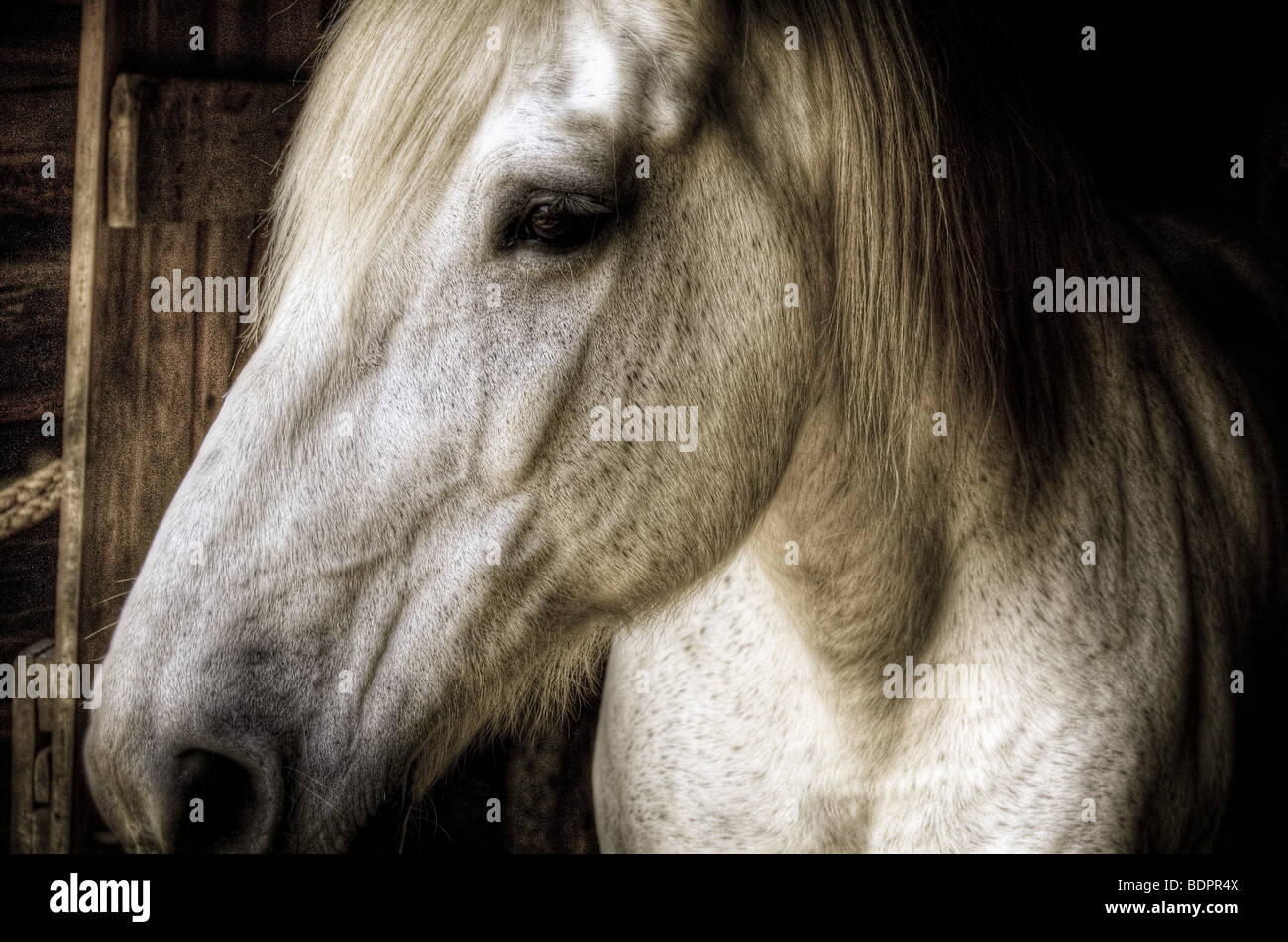 Nag head hires stock photography and images Alamy