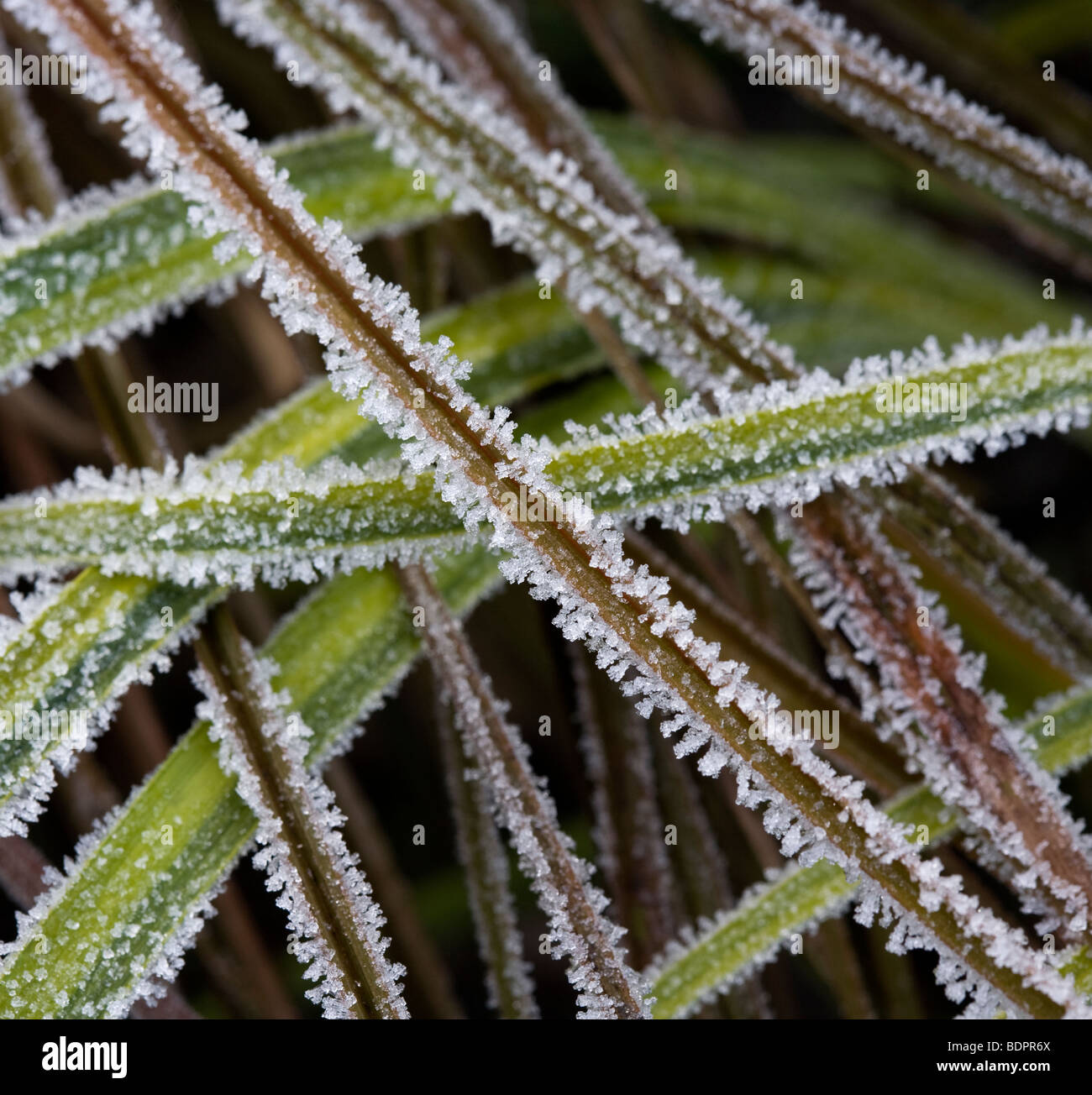 Carex comans and Acorus gramineus 'Ogon' covered with Frost. Stock Photo