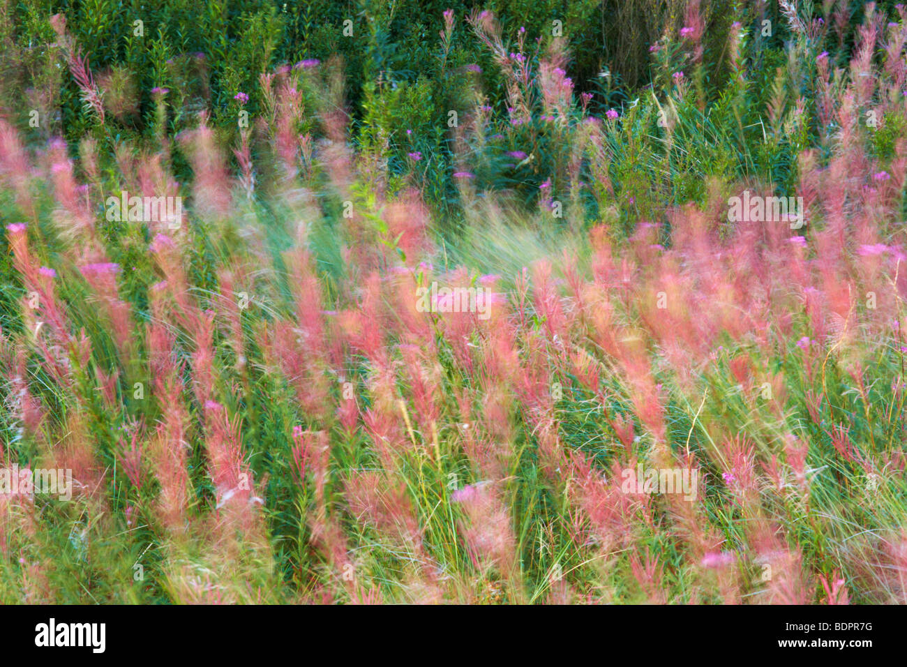 Wild Flowers in a breeze near Burnham Overy Staithe on the North
