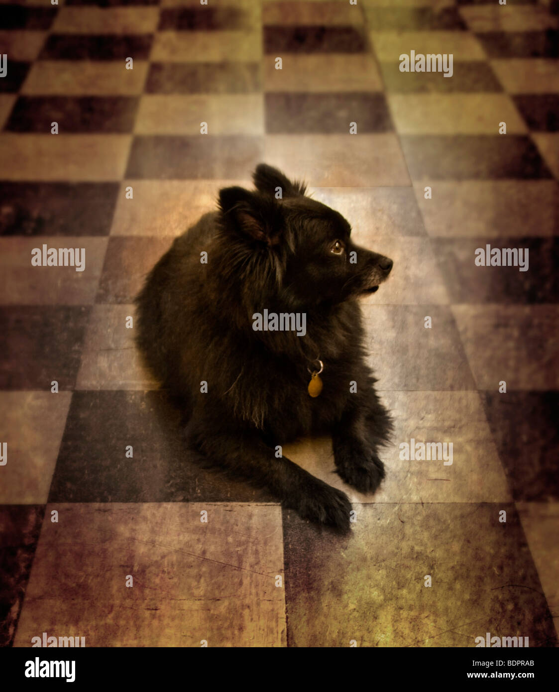 A small black dog lying on the floor Stock Photo - Alamy