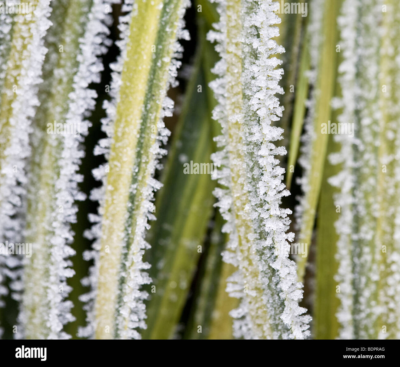 Acorus gramineus 'Ogon' covered with Frost. Stock Photo