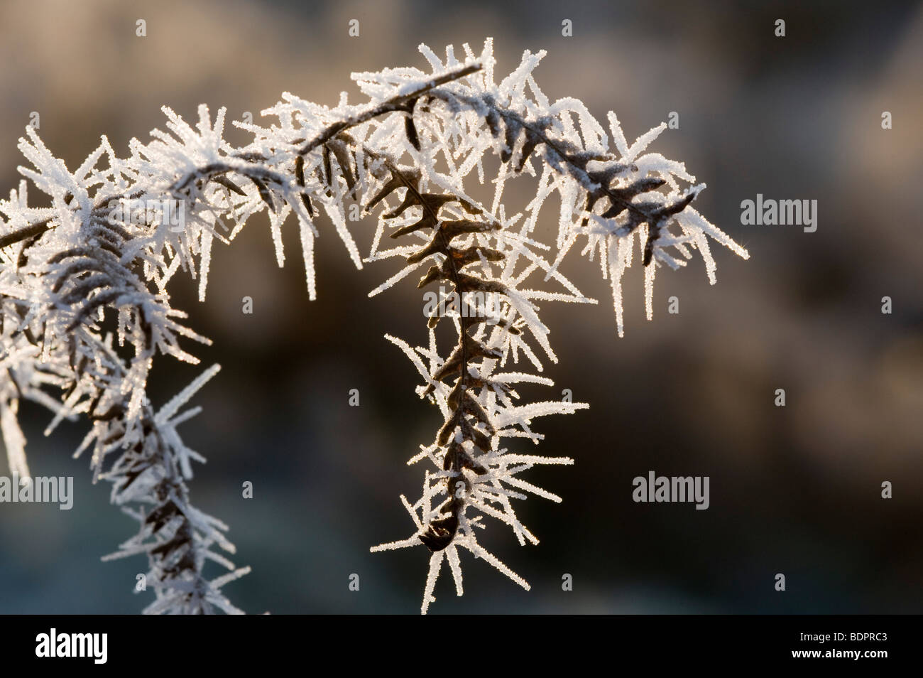 Frosted Bracken (Pteridium aquilinum) Stock Photo