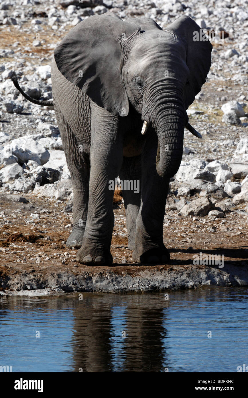 Elephant (Loxodonta africana) at a waterhole in Etosha National Park in Namibia Stock Photo