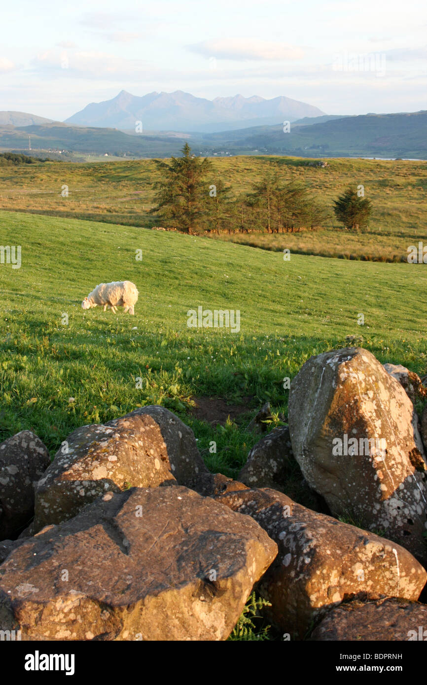 sheep in a field outside Portree, Isle of Skye, Scotland, with the Black Cuillin in the distance Stock Photo