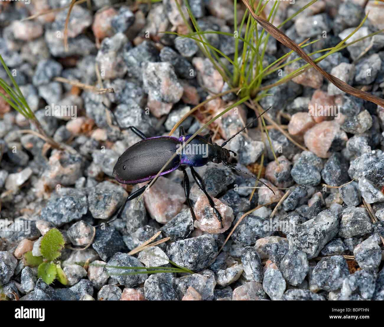Violet ground beetle Stock Photo